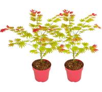 Érable du Japon - Set de 2 - Acer palmatum 'Moonrise' - Hauteur 40-50cm - ⌀19cm