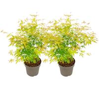 Érable du Japon - Set de 2 - Acer palmatum 'Orange Lace' - H60-70cm - ⌀19cm