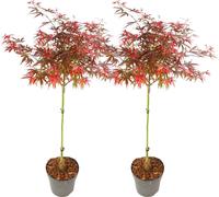 Érable du Japon - Set de 2 - Acer palmatum 'Shaina' - Hauteur 80-90cm - ⌀19cm