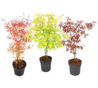 Érable du Japon - Set de 3 - Acer palmatum - Hauteur 60-70cm - ⌀19cm
