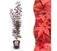 Érable japonais Acer palmatum Atropurpureum, plante de jardin à feuilles