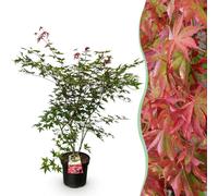Érable japonais Acer palmatum Beni Maiko, plante de jardin à feuilles caduques