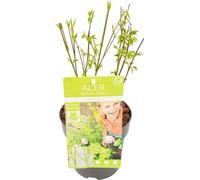 Érable japonais - Acer palmatum « Going Green » - Ø15cm - Ø50cm - Arbre de
