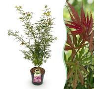 Érable japonais Acer palmatum Jerre Swarts, plante de jardin à feuilles