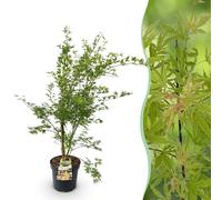 Érable japonais Acer palmatum « Metamorphosa », plante de jardin à feuilles
