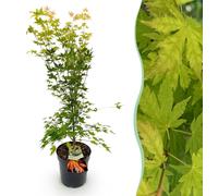 Érable japonais Acer palmatum Orange Dream, plante de jardin à feuilles