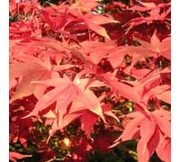 Érable japonais (Acer palmatum 'Osakazuki') | 60-80 cm en pot