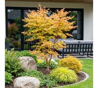 Érable japonais Acer palmatum Sangokaku, plante de jardin à feuilles caduques