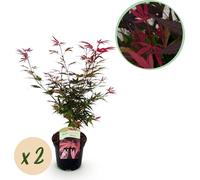 Érable japonais Acer palmatum « Shaina » - 2 plants - 70cm de haut - Ø19cm