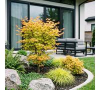 Érable japonais Acer palmatum Summergold, plante de jardin à feuilles caduques