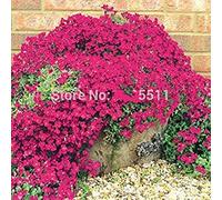 Escalade Fleur 100 Aubrieta Graines Cascade Purple Flowers Seed, Superb vivace Couvre-sol floraison des plantes pour jardin