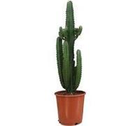 Espèce d'Euphorbia verte - plante verte - 24 cm de diamètre - 95 cm