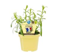 Estragon français de qualité bio Artemisia Dracunculus Pot de 12 cm