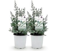 Eucalyptus Eucalyptus gunnii - 2 plants - Résistant au froid - Plante de