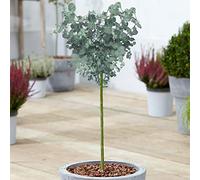 Eucalyptus gunnii Arbre | Gommier à cidre de Tasmanie | Arbres ornementaux en pot pour petits jardins | Plante de jardin sur tige standard (70-80cm (pot inclus))