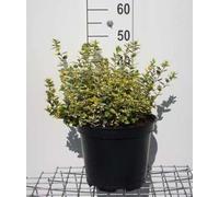 Euonymus fort. 'Em. 'n Gold' - Arbuste à ailes de liège 40- 50 cm Conteneur