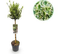 Euonymus fortunei « Emerald Gaiety » : plante à tige, à feuilles persistantes