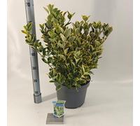 Euonymus jap. 'Aureomarginatus' - fusain | 40-45 cm en pot