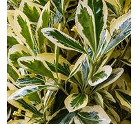 Euonymus japonicus Bravo - Fusain du Japon | Arbuste persistant en pot pour jardin.