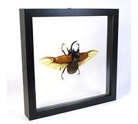 Eupatorus gracilicornis - Scarabée de rhinocéros Cinq-à Cornes - Vrai insecten de taxidermie monté Entre Verre dans Un Cadre en Verre Double Fait Main en Bois Noir