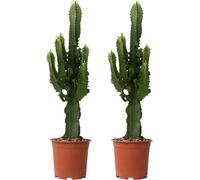 Euphorbe ingens - Set de 2 - Euphorbia ingens - Hauteur 50-60cm - ⌀17cm