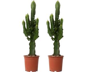 Euphorbe ingens - Set de 2 - Euphorbia ingens - Hauteur 50-60cm - ⌀17cm