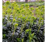 Euphorbia amygdaloides Robbiae, 48 plants, Ø9cm, hauteur 10-25cm, résistante au