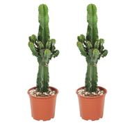Euphorbe ingens - Set de 2 - Euphorbia ingens - Hauteur 50-60cm - ⌀17cm