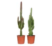 Euphorbia Vert / Rouge | 2 pièces - 65-75cm - Ø17cm - Plante d'intérieur - Vert persistant - Multideal - Cactus et plantes succulentes