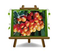 EURO PLANTS VIVAI Cerisier doux Napoleon plante fruitière en pot 24/26 cm hauteur maximale 180 cm - Âge 4 ans
