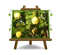 EURO PLANTS VIVAI Cognassier/Poirier-Cognassier variété Wrania ou Vranja - plante fruitière ancien en pot : ø 20 cm - Hauteur 150 à 170 cm - Âge : 2 ans
