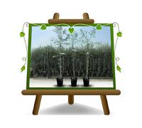 EURO PLANTS VIVAI Olivier Frantoio Plante Fruitière Âge 2 ans | pot 20 cm Hauteur 120-130 cm