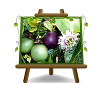 EURO PLANTS VIVAI Passiflore Edulis plante fruitière ancienne en pot 20 cm hauteur 170 cm - Âge 2 ans