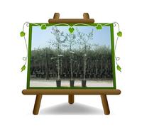 EURO PLANTS VIVAI Plante d'Olivier Pendolino Âge 2 ans | pot 20 cm Hauteur maximale 120-130 cm