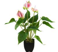 EUROPALMES Anthurium, plante artificielle, blanc et rose - Arrangements de plantes