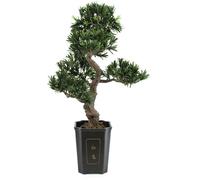 EUROPALMS Bonsai Podocarpus, plante artificielle, 80cm