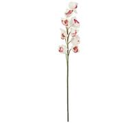 EUROPALMS Branche de cymbidium, artificielle, blanc-rose, 90cm - Branches et buissons