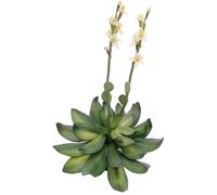 EUROPALMS Houseleeks (EVA), artificielles, jaunes, 32cm - Fleurs