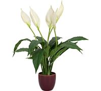 EUROPALMS Lily Peace, plante artificielle, 49cm - Fleurs