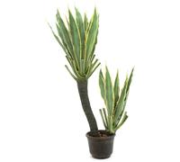 EUROPALMS Orchidée-Cactus, plante artificielle, 160cm - Cacti