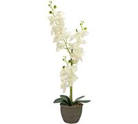 EUROPALMS Orchidée, plante artificielle, crème, 80cm - Fleurs