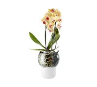Eva Trio - Pot à réserve d'eau Blanc