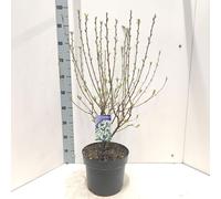 Exochorda racemosa Blushing Pearl (« Huibl » PBR) - Petite spiraea | 70-80 cm en pot