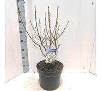Exochorda racemosa 'Niagara' PBR - Petite spiraea | 40-60 cm en pot