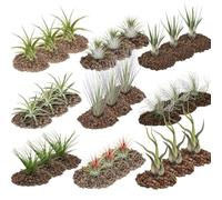 exotenherz - 1 giant set of 27 Tillandsien in at least 9 varieties