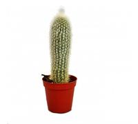 Exotenherz - Cleistocactus strausii - Bougie en argent - dans un pot de 5,5 cm