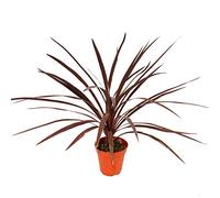 Exotenherz - Cordyline australis Red Star Pot de 12 cm - Hauteur : env. 50 cm