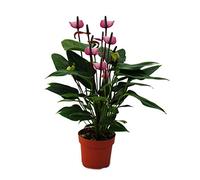exotenherz - Fleur de flamant rose "Purple Fiorino" violet Anthurium andreanum 14cm