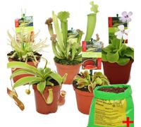 Exotenherz - Kit de démarrage des plantes carnivores - 5 + terre - terre de Carnivore