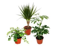 Exotenherz - Lot de 3 plantes d'intérieur - Type 2 - 9 cm